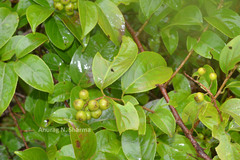 Celastrus paniculatus subsp. aggregatus